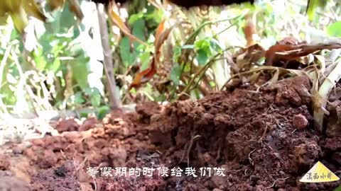 How to make Konjac Tofu