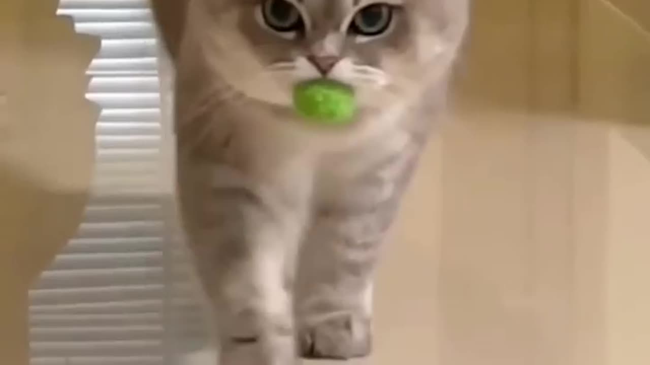 Funny cats and animals videos