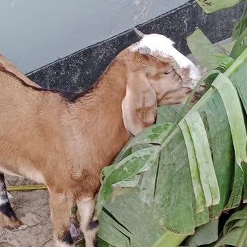 Cute Gots 💥Viral And Funny Animals Video