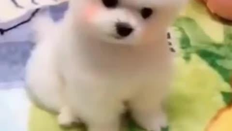 Dog Listening to Music 🐕🐶