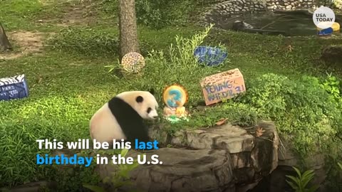 Panda loaned to United State set to return with family in china