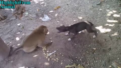 TRY NOT TO LAUGH or GRIN: Funny Monkeys VS Dogs and Cats