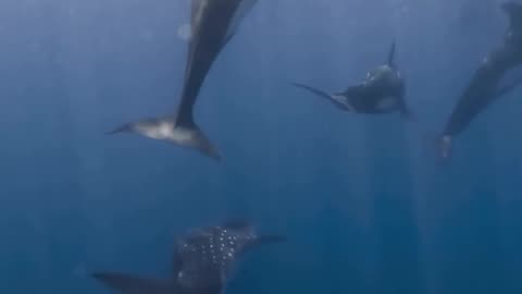 A pod of 5 orcas take a breath at the surface moments