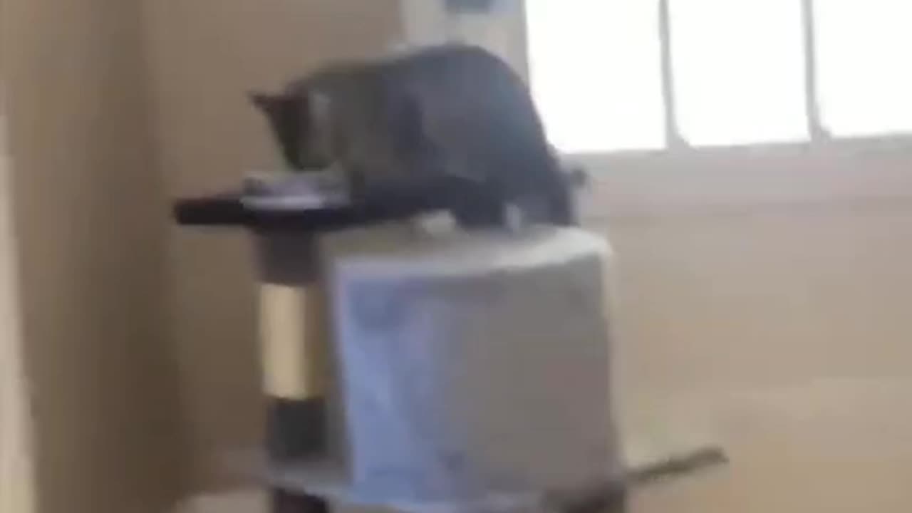 dogs funny video
