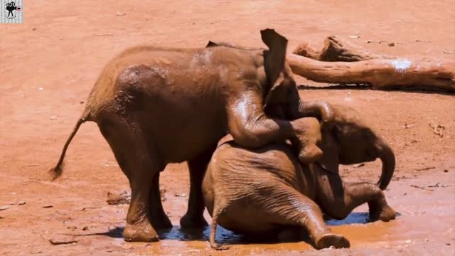 Best elephants playing