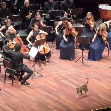 Cats rule the World.. confirmed: