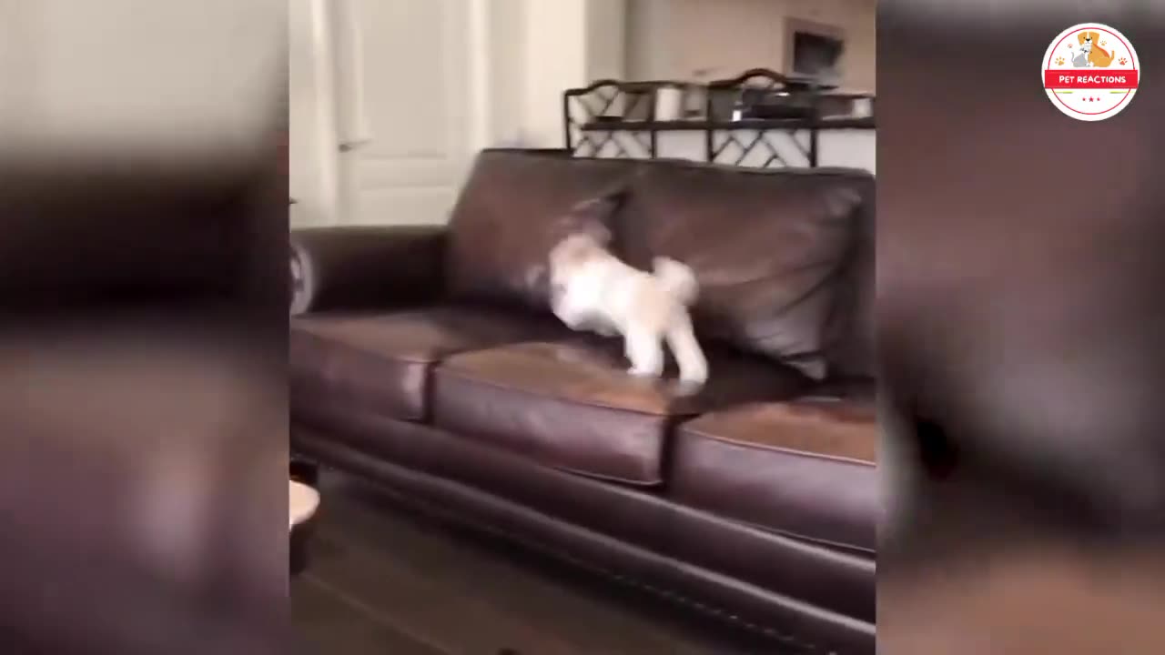 Cats and Dogs in Their Most Hilarious Moments 🐶🐱 - Most Funniest Animal's Videos