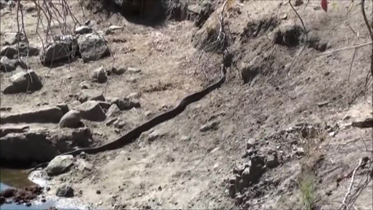 Leopard Attacks Python in Kruger