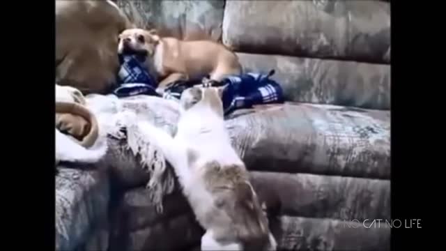 Funny Cats vs Dogs Compilation