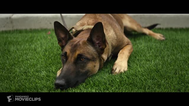 Dog (2022) - Playing With an Attack Dog Scene (610) Movieclips