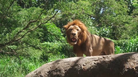 Hungry lion searching for something