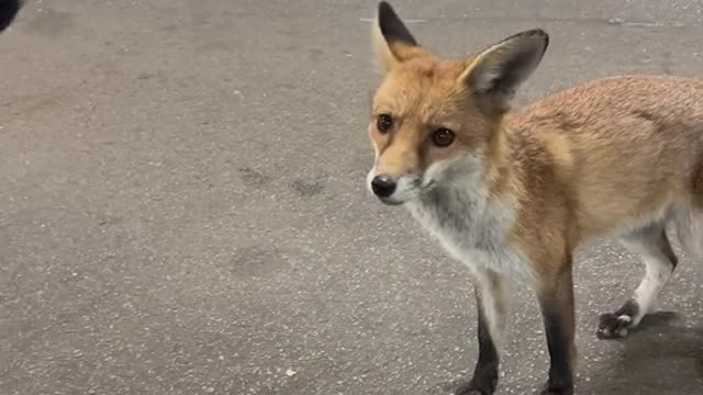 Foxes are like a cross between a cat and a dog