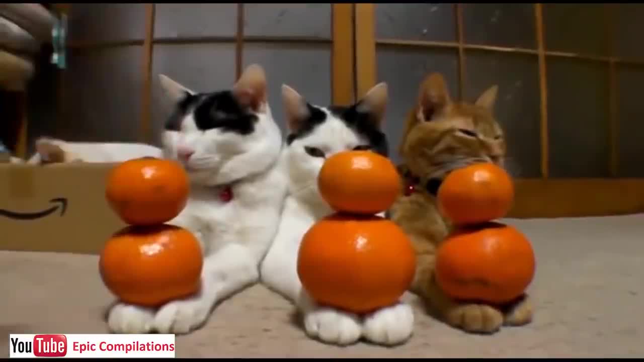 Epic Funny Cats / Cute Cats Compilation - 60 minutes!! [HD][HQ]