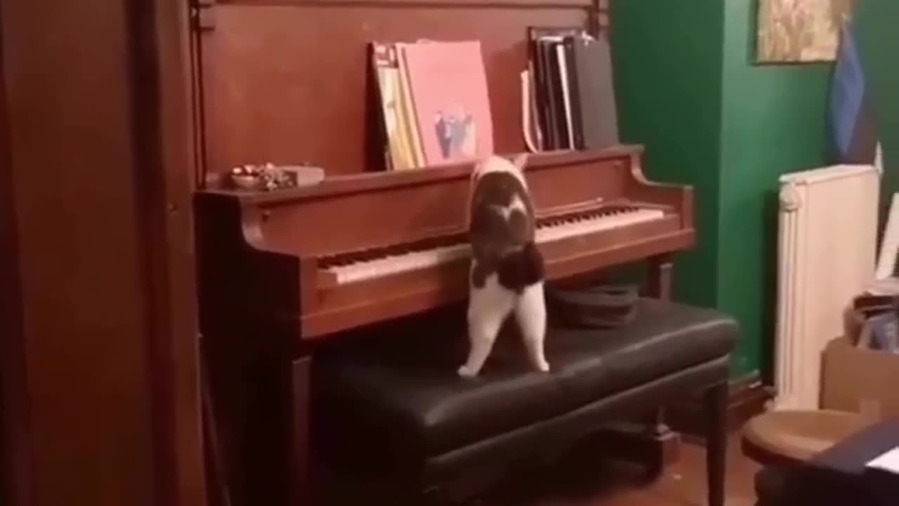 Cat on the piano