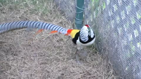 Lady Amherst Pheasant Dance - with hissing(turn up the audio)