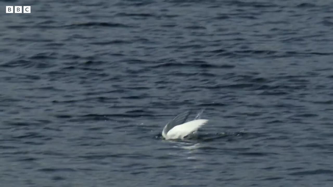 Arctic Tern Chick vs Polar Bear Seasonal Wonderlands BBC Earth