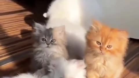 cute cats