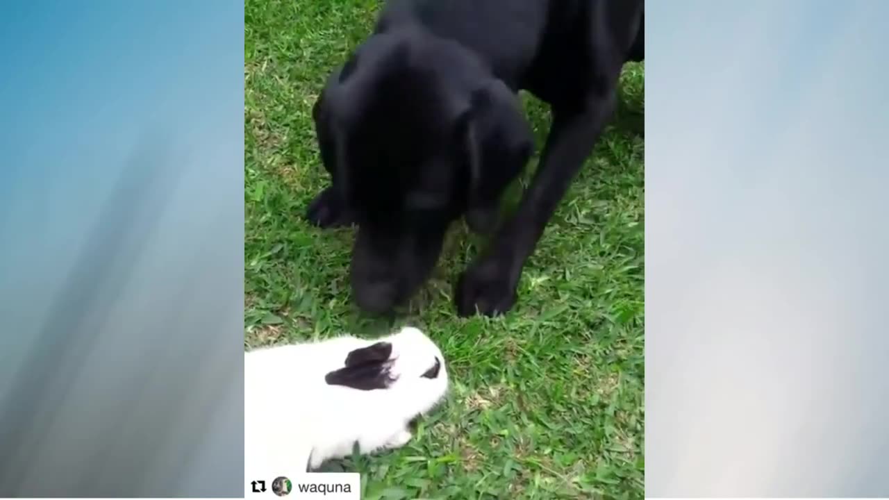 FUNNY ANIMALS & PETS