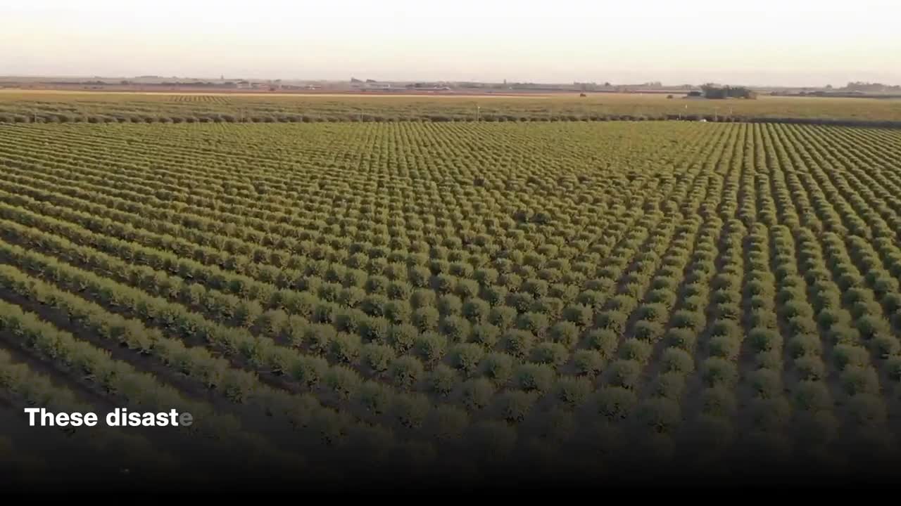 Thematic Days: Adaptation & Agriculture | COP27