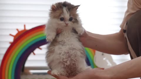 The kitten is so fat from eating that its hind legs are scratching~ #小奶猫#All Things Lovely Plan#Healing Department#cute to the point of explosion💥 #adopt