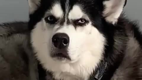 Dogs - Awesome Funny Pet
