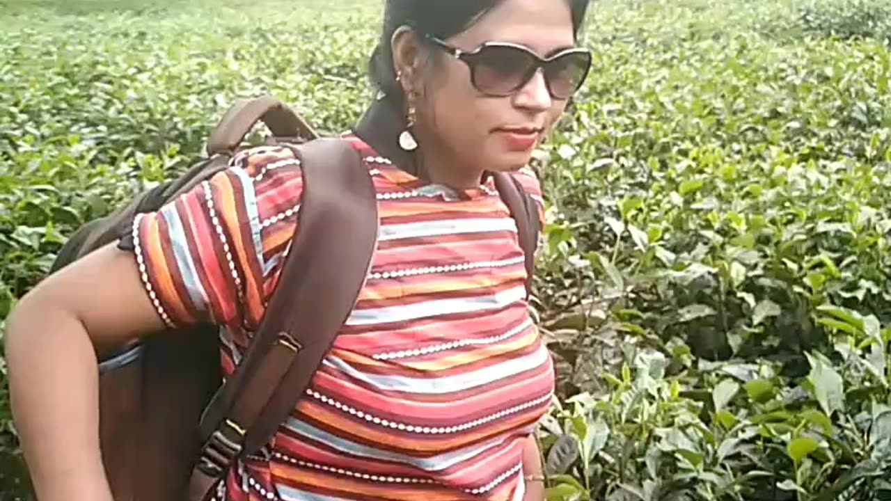 Sylhet tea garden