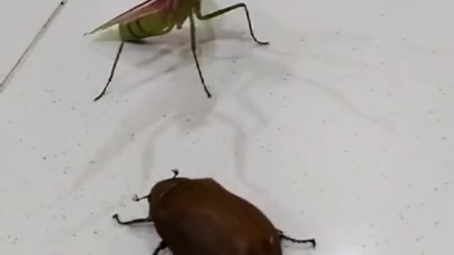 The cockroach is not the opponent of the mantis at all, there is no suspense