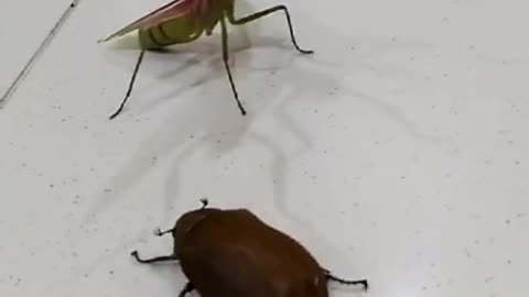 The cockroach is not the opponent of the mantis at all, there is no suspense