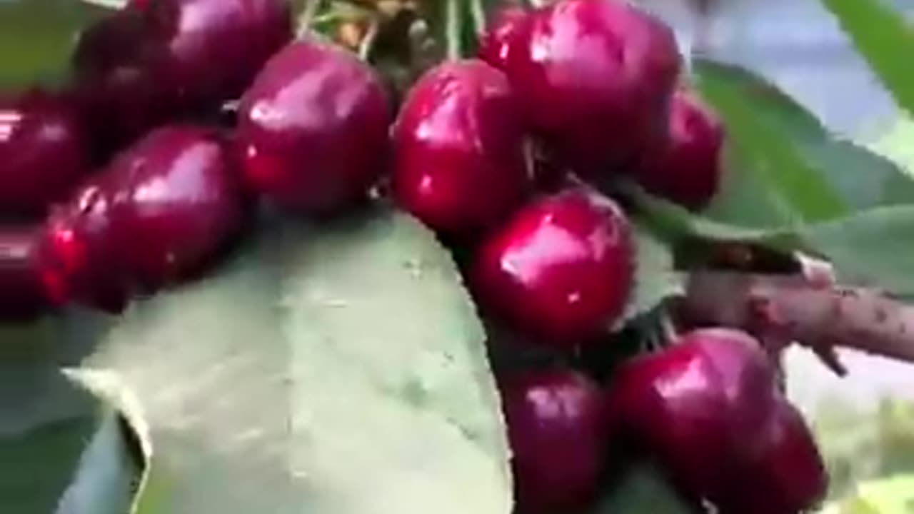 Fresh Cherries picking! #fruitgarden #harvesting