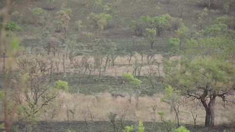 Ethiopian Wildlife