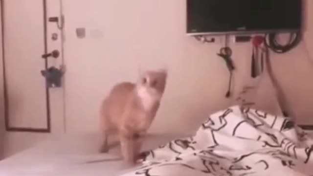 Cat thug life!