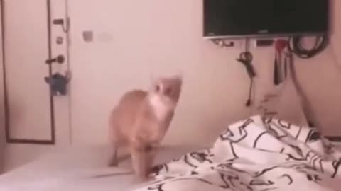 Cat thug life!