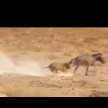 Donald trump like Beautiful Animals funny laughing enjoyed animals