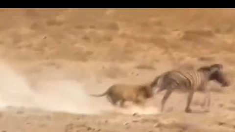 Donald trump like Beautiful Animals funny laughing enjoyed animals