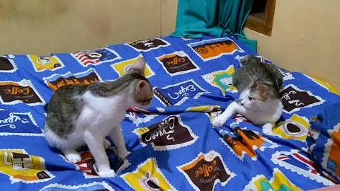 Funny Twin Cats Play Wrestling