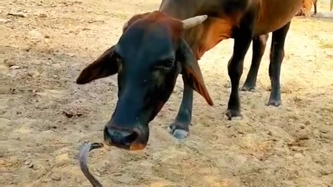 Snake vs cow