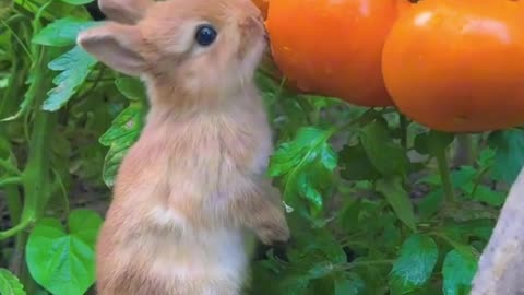 Cute bunny eating tomato 🍅🍅😋😋