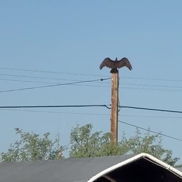 SONORAN DESERT TURKEY VULTURE - haha Getting Some Sun