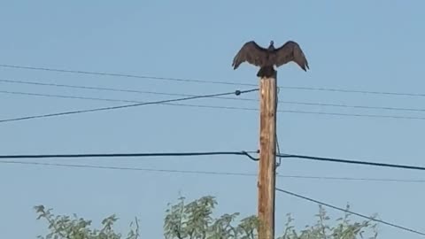 SONORAN DESERT TURKEY VULTURE - haha Getting Some Sun