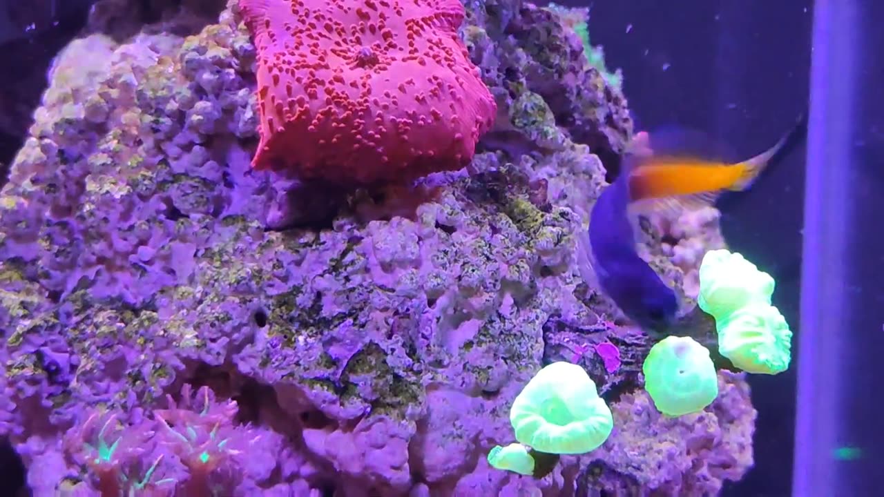MU Nanoreef Escenius bicolor