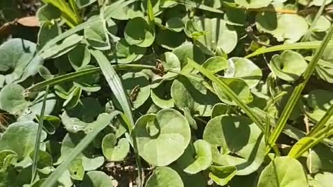 variety of grass