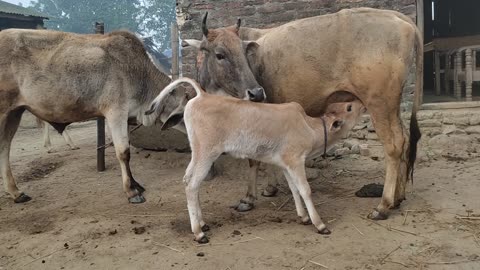 Cow loving her baby