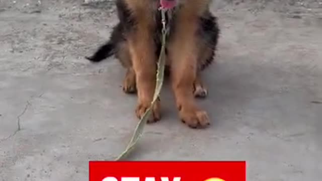 GERMAN SHEPHERD PUPPY DOG LEARN SIT AND STAY TRAINING HOW TO TRAIN DOG #rumble