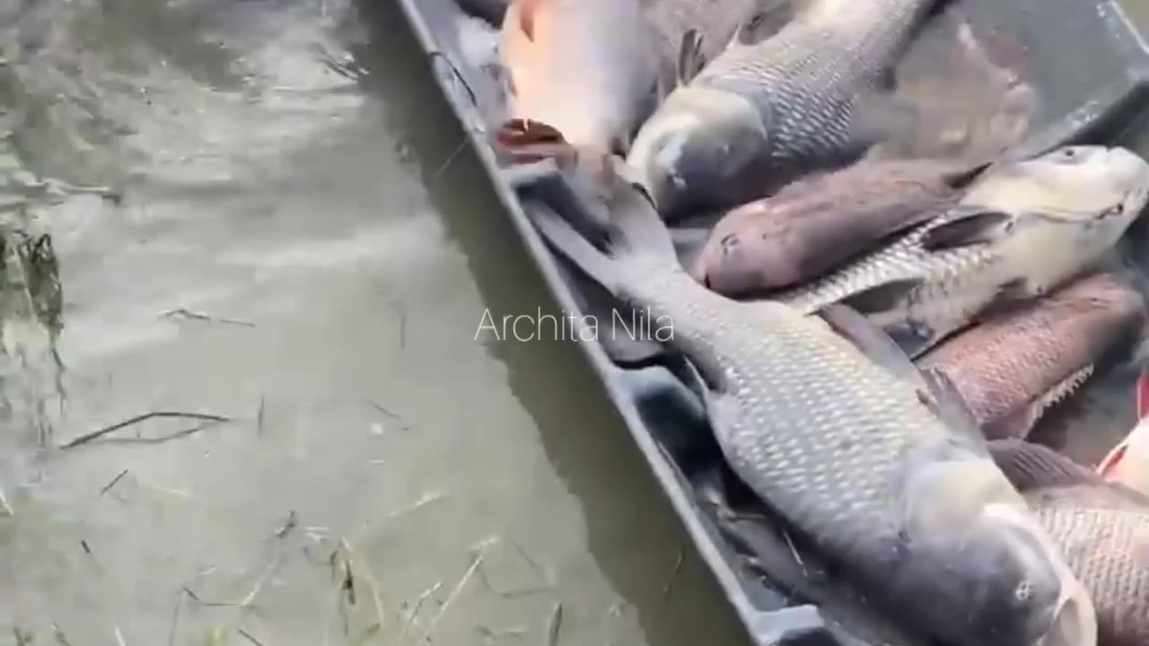 Amazing Fishing Skill | Fish Fight | Funniest Animals Video 2023