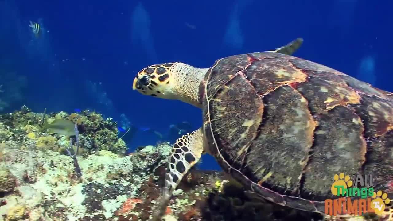 * SEA TURTLES * | Animals For Kids | Noraiz