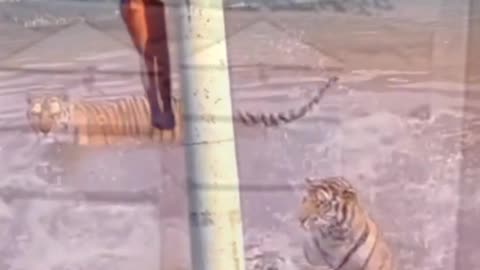 Tiger weterjnpg funny videos