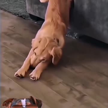 Funny Animal | Dogs ❣️❣️❣️ I feel ya!🥰