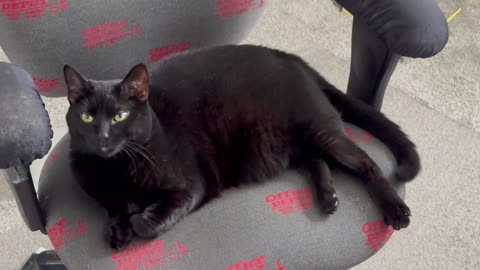 Cute Precious Piper is Right at Her Post in the Office - Adopting a Cat from a Shelter Vlog