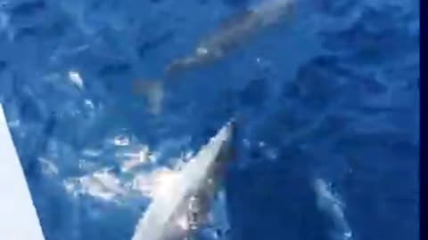 Dolphins in Fernando de Noronha - Brazil