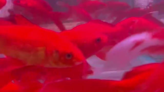 little red fish